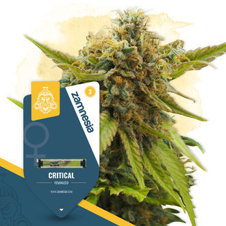 Critical (Zamnesia Seeds) feminisiert Critical (Zamnesia Seeds) feminisiert