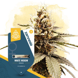 White Widow (Zamnesia Seeds) feminisiert White Widow (Zamnesia Seeds) feminisiert