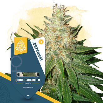 Quick Caramel XL (Zamnesia Seeds) feminisiert Quick Caramel XL (Zamnesia Seeds) feminisiert
