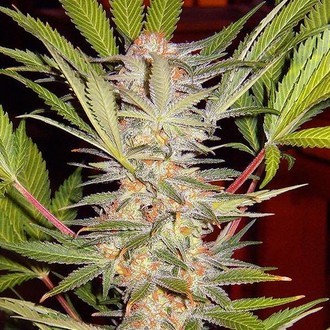 S.A.D. - F1 Fast Version (Sweet Seeds) feminisiert S.A.D. - F1 Fast Version (Sweet Seeds) feminisiert