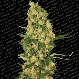 Wappa (Paradise Seeds) feminisiert Wappa (Paradise Seeds) feminisiert