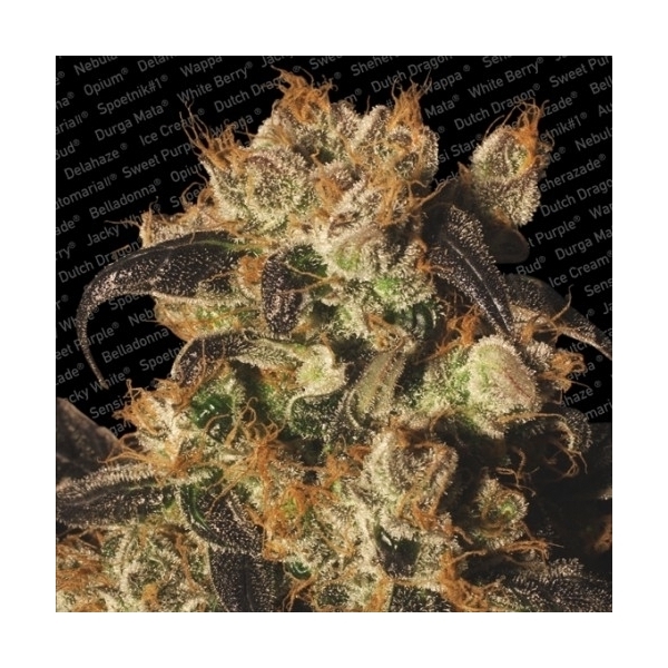 White Berry (Paradise Seeds) feminisiert