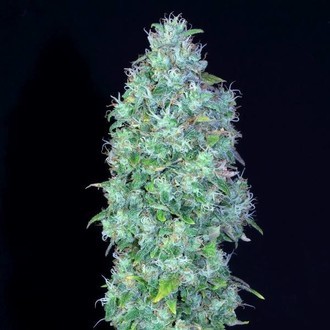 Serious Happiness (Serious Seeds) Serious Happiness (Serious Seeds)