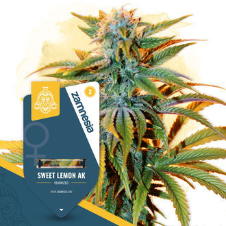 Sweet Lemon AK (Zamnesia Seeds) feminisiert Sweet Lemon AK (Zamnesia Seeds) feminisiert