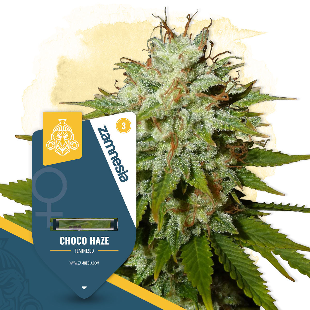 Choco Haze Feminisiert (Zamnesia)