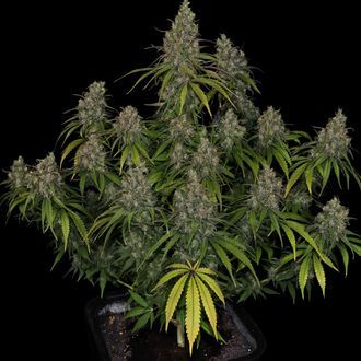 Choco Haze (Zamnesia Seeds) feminisiert