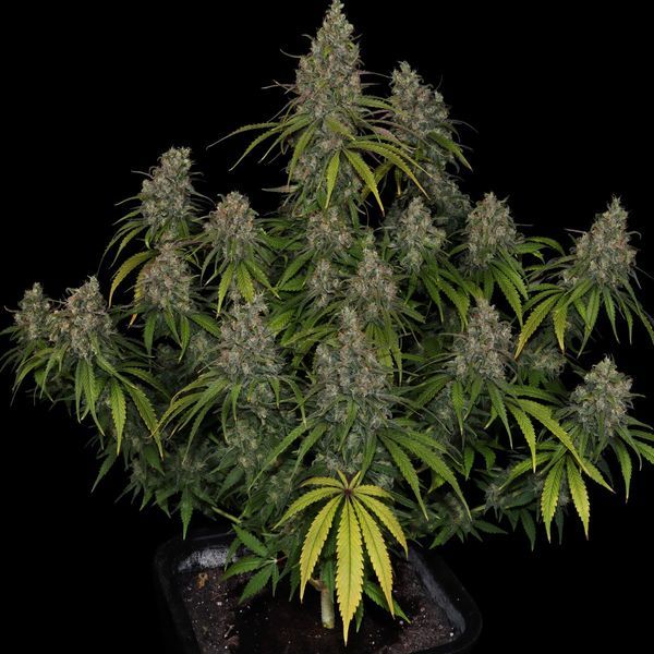 Choco Haze (Zamnesia Seeds) feminisiert