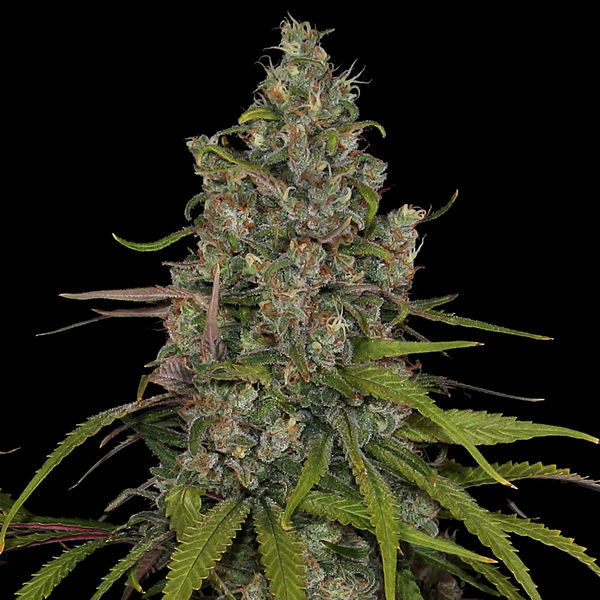 Choco Haze (Zamnesia Seeds) feminisiert