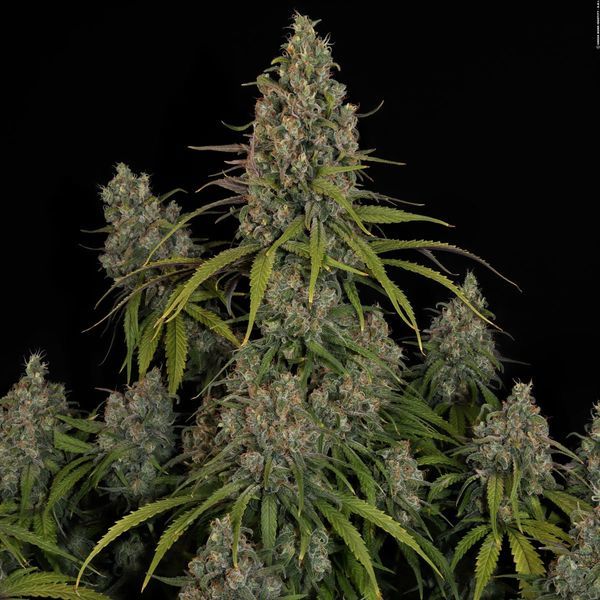 Choco Haze (Zamnesia Seeds) feminisiert