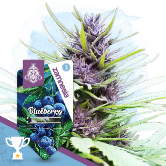Blueberry Automatic (Zamnesia Seeds) feminisiert