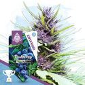 Blueberry Automatic (Zamnesia Seeds) feminisiert