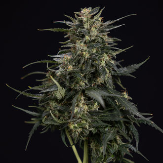 Northern Lights Automatic (Zamnesia Seeds) feminisiert