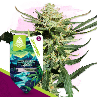 Northern Lights Automatic (Zamnesia Seeds) feminisiert