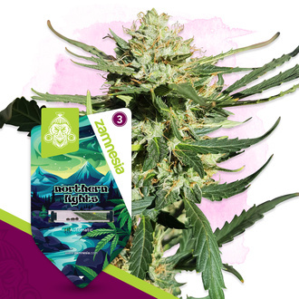 Northern Lights Automatic (Zamnesia Seeds) feminisiert
