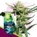Northern Lights Automatic (Zamnesia Seeds) feminisiert