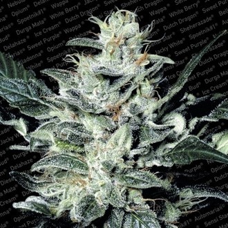 Sensi Star (Paradise Seeds) feminisiert Sensi Star (Paradise Seeds) feminisiert