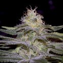 Sensi Star (Paradise Seeds) feminisiert