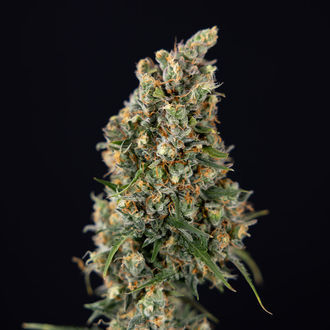 Sticky Beast Automatic (Zamnesia Seeds) feminisiert