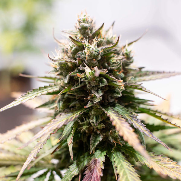 Amnesia Skunk Automatic (Zamnesia Seeds) feminisiert