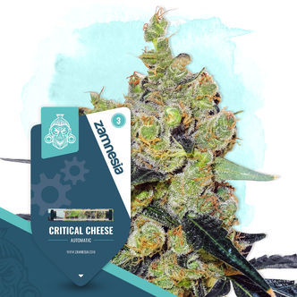 Critical Cheese Automatic (Zamnesia Seeds) feminisiert