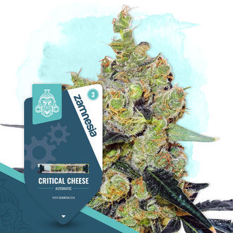 Critical Cheese Automatic (Zamnesia Seeds) feminisiert Critical Cheese Automatic (Zamnesia Seeds) feminisiert