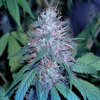Grape Kush (Cali Connection) feminisiert Grape Kush (Cali Connection) feminisiert