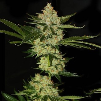 UnderDawg OG (T.H.Seeds) feminisiert UnderDawg OG (T.H.Seeds) feminisiert