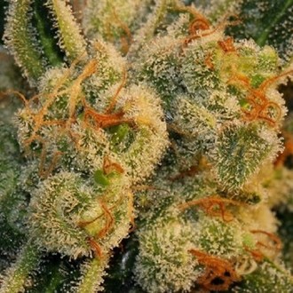 Auto Bubblegum (T.H.Seeds) feminisiert Auto Bubblegum (T.H.Seeds) feminisiert