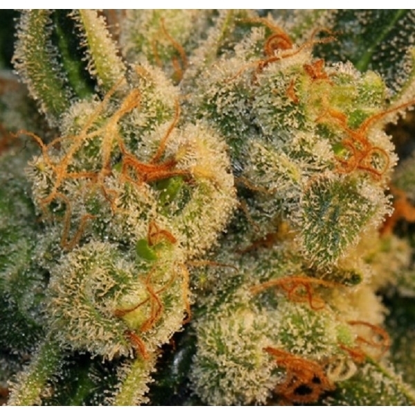 Auto Bubblegum (T.H.Seeds) feminisiert