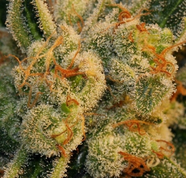 Auto Bubblegum (T.H.Seeds) feminisiert