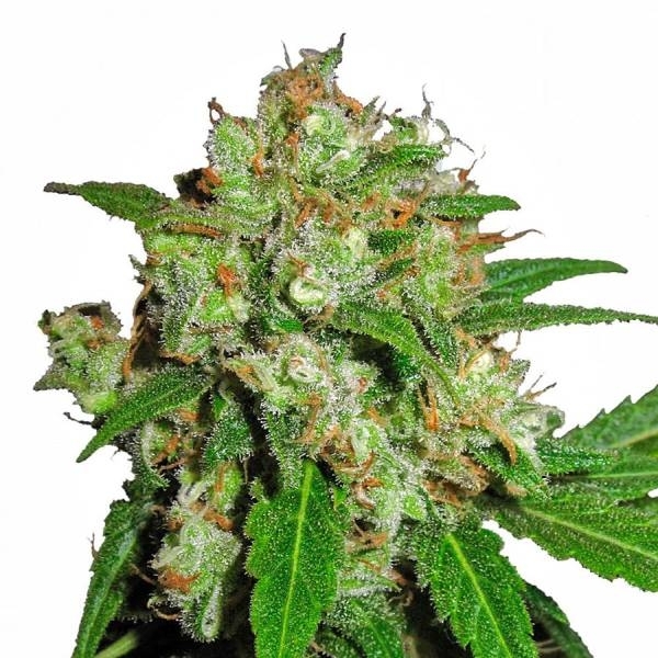Sensi Skunk (Sensi Seeds) feminisiert