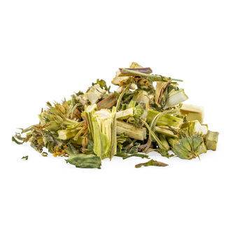 Marihuanilla (Leonurus sibiricus) Marihuanilla (Leonurus sibiricus)