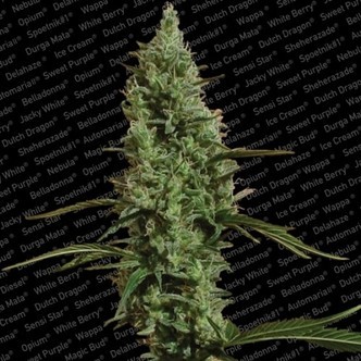 Atomical Haze (Paradise Seeds) feminisiert