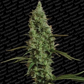 Atomical Haze (Paradise Seeds) feminisiert Atomical Haze (Paradise Seeds) feminisiert