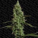 Atomical Haze (Paradise Seeds) feminisiert