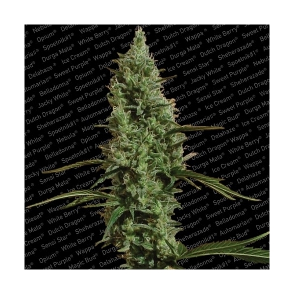 Atomical Haze (Paradise Seeds) feminisiert