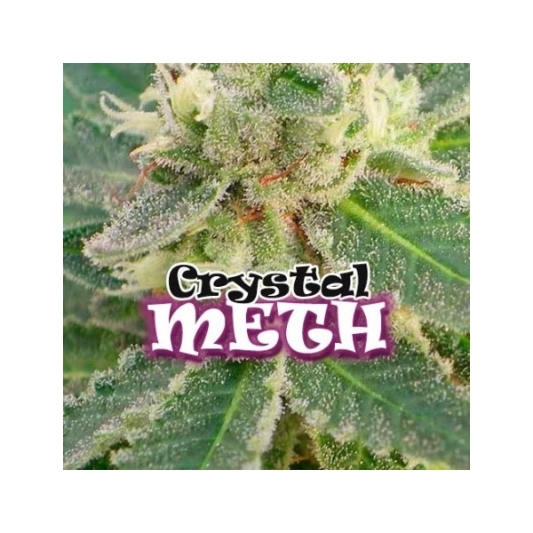 Crystal M.E.T.H. (Dr. Underground) feminisiert