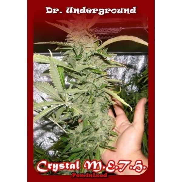 Crystal M.E.T.H. (Dr. Underground) feminisiert