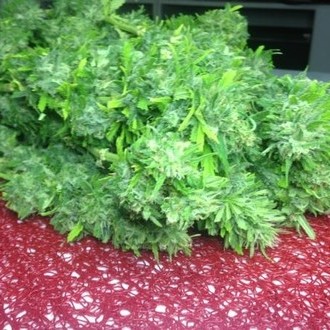 Crystal M.E.T.H. (Dr. Underground) feminisiert