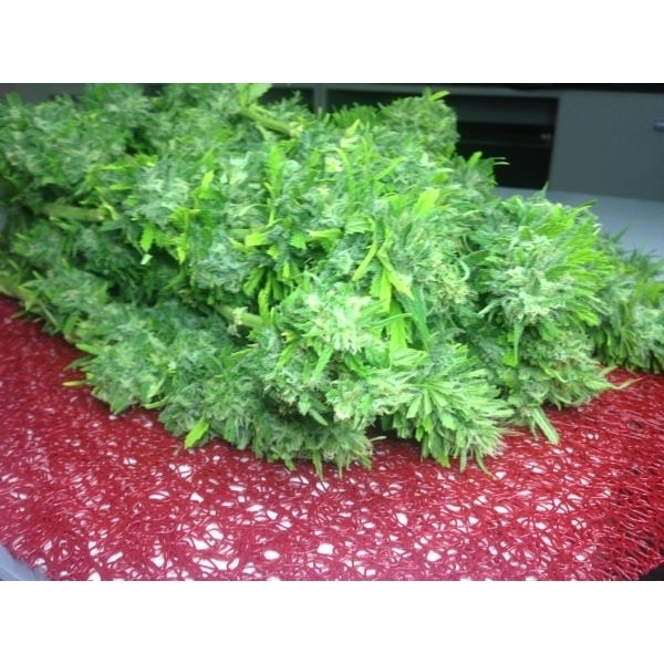 Crystal M.E.T.H. (Dr. Underground) feminisiert