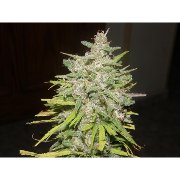 Crystal M.E.T.H. (Dr. Underground) feminisiert