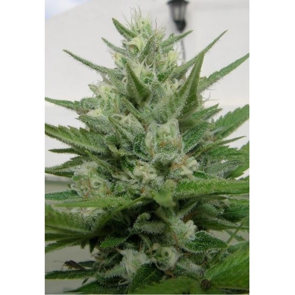 Crystal M.E.T.H. (Dr. Underground) feminisiert