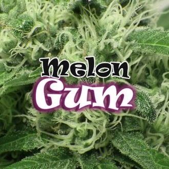 Melon Gum (Dr. Underground) feminisiert Melon Gum (Dr. Underground) feminisiert