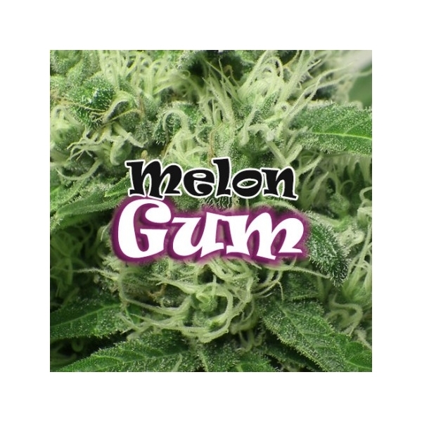 Melon Gum (Dr. Underground) feminisiert