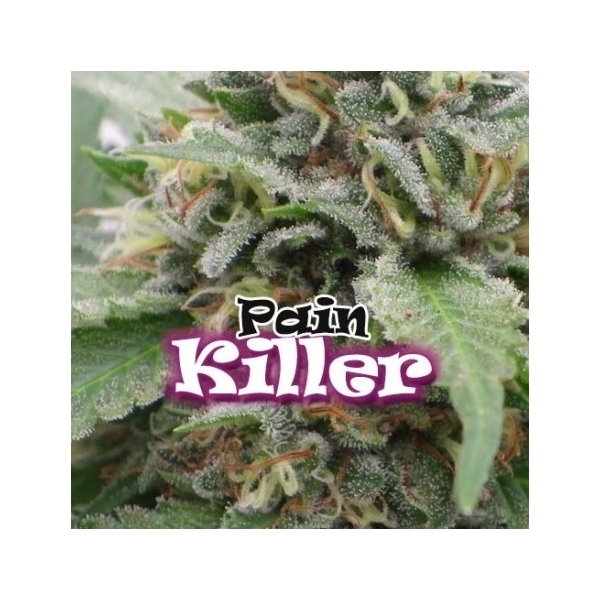 PainKiller (Dr. Underground) feminisiert