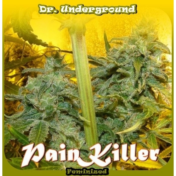 PainKiller (Dr. Underground) feminisiert