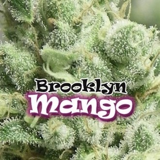 Brooklyn Mango (Dr. Underground) feminisiert Brooklyn Mango (Dr. Underground) feminisiert