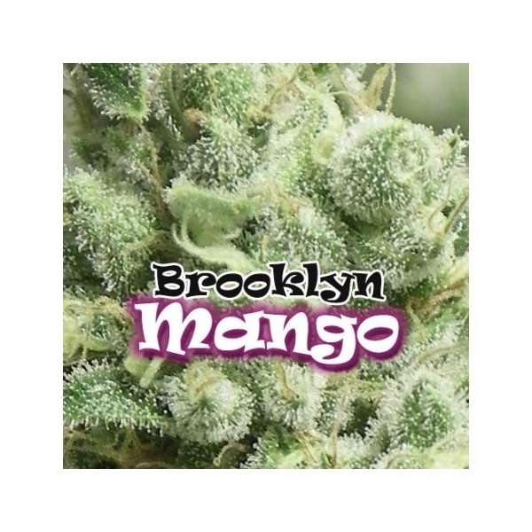 Brooklyn Mango (Dr. Underground) feminisiert