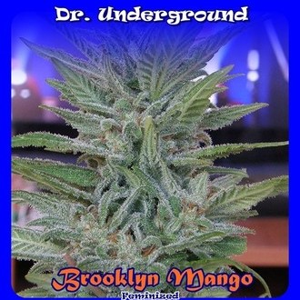 Brooklyn Mango (Dr. Underground) feminisiert