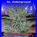 Brooklyn Mango (Dr. Underground) feminisiert